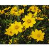 Coreopsis auriculata 'Nana'