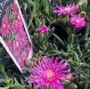 Delosperma cooperi Trailing 'Cooper's'