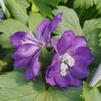 Delphinium elatum Magic Fountain 'Dark Blue/White Bee'