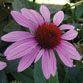 Echinacea purpurea Prairie Splendor