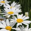 Shasta Daisy