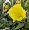 Oenothera missouriensis 'Missouriensis'