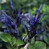 Salvia guaranitica 'Black and Blue'