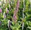 Salvia nemorosa 'May Night'