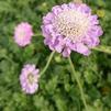 Scabiosa columbaria 'Butterfly Blue'