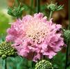 Scabiosa columbaria 'Pink Mist'