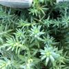 Sedum reflexum 'Blue Spruce'