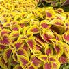 Coleus 'Defiance'