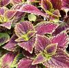 Coleus 'Solar Sunrise'