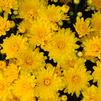 Chrysanthemum Elena 'Gold'