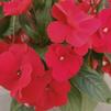 Impatiens New Guinea Impatiens hawkerii Paradise 'Bright Red'