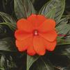 Impatiens New Guinea Impatiens hawkerii Paradise 'Electric Orange'