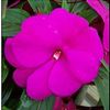 Impatiens New Guinea Impatiens hawkerii Paradise 'Fuchsia'