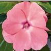 Impatiens New Guinea Impatiens hawkerii Paradise 'Salmon Pink'