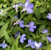 Trailing Lobelia