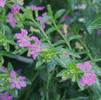 Mexican Heather Cuphea hyssopifolia 'Allyson'