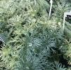 Artemisia schmidtiana 'Silver Mound'