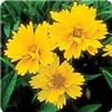 Coreopsis grandiflora 'Sun Up'