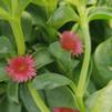 Delosperma Trailing Aptenia cordifolia 'Hot Pink'