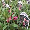 Gaura lindheimeri 'Siskiyou Pink'