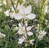 Gaura lindheimeri 'Whirling Butterflies'