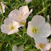 Oenothera berlandieri 'Siskiyou'