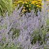 Perovskia Atriplicifolia 'Russian Sage'