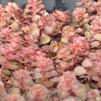 Sedum spurium 'Dragon's Blood'