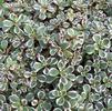 Sedum spurium 'Tricolor'