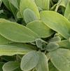 Stachys lanata 'Fuzzy Wuzzy'