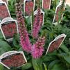 Veronica Spicata 'Red Fox'