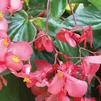 Begonia hybrida Dragon Wing 'Pink'