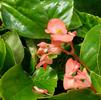 Begonia hybrida Dragon Wing 'Red'