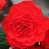 Begonia tuberhybrida Nonstop 'Red'