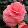Begonia tuberhybrida Nonstop 'Rose'