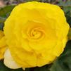 Begonia tuberhybrida Nonstop 'Yellow'