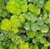 Moneywort