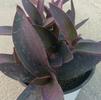 Setcreasea Tradescantia pallida 'Purple Heart'