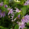 Scaevola aemula Bombay 'Dark Blue'