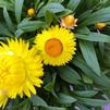 Bracteantha bracteata Dreamtime 'Yellow'