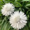 Bracteantha bracteata Dreamtime 'White'