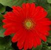 Gerbera Daisy