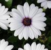 Osteospermum ecklonis Akila 'White'