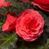 Begonia tuberhybrida Go-Go 'Rose'