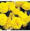 Begonia tuberhybrida Go-Go 'Yellow'