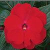 Impatiens New Guinea Impatiens hawkerii Paradise 'New Red'