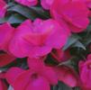 Impatiens New Guinea Impatiens hawkerii Paradise 'Rose Flare'