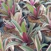 Oyster Plant