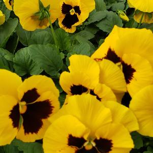 Pansy Viola wittrockiana Colossus 'Yellow with Blotch'