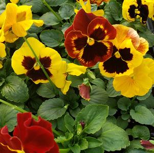 Pansy Viola wittrockiana Matrix 'Autumn Blaze Mix'